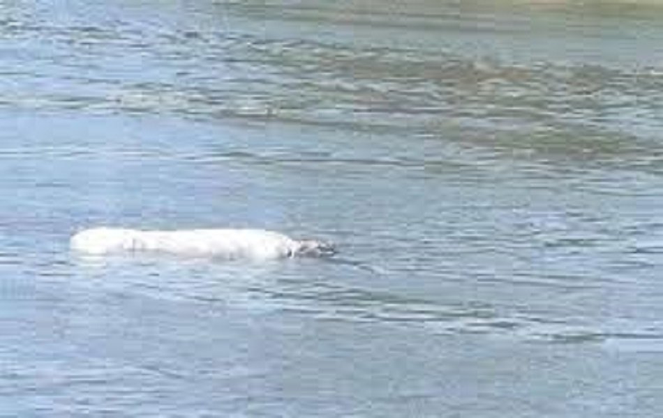 قوات الإنقاذ النهري