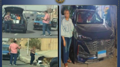 ضبط سيدة جمعت تبرعات لإطعام كلاب الشوارع  ، ضبط سيدة جمعت تبرعات ، إطعام كلاب الشوارع  